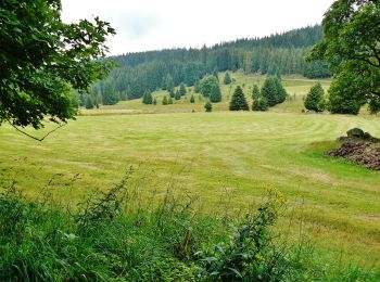 Tocht Te voet Schluchsee - DE-Ehemalige Krummensäge - Kohlhütte - fixme - Photo