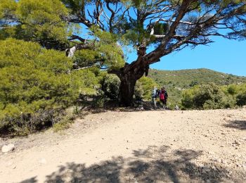 Randonnée Marche Aups - pin de guillot - Photo