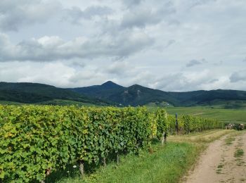 Randonnée Marche Mittelwihr - entre vignobles et forêts : boucle Mittelwihr- Bebleheim- Zellenberg - Hunawihr - Riquewihr- Mittelwihr  - Photo