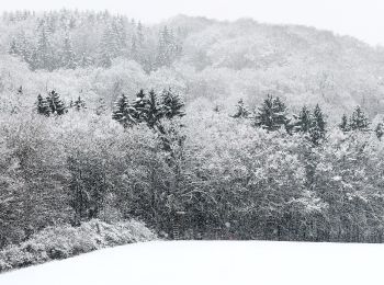 Tour Zu Fuß Tholey - Schaumberg-Tafeltour - Photo