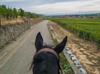 Randonnée Cheval Labaroche - Labaroche - kaysesberg - Photo