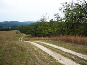 Randonnée A pied Domony - S+ (Csanak - Domonyvölgy, Lázár Lovaspark) - Photo