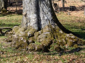 Randonnée A pied Gemeinde St. Veit an der Gölsen - St. Veit a.d. Gölsen - Ebenwald - Kleinzeller Hinteralm - Photo