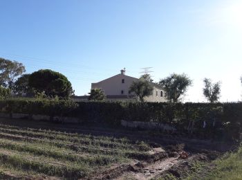 Randonnée A pied Cornellà de Llobregat - Agricultura al Delta del Llobregat - Photo