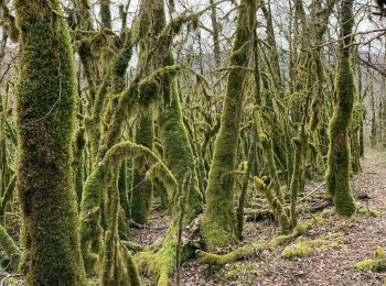 Tour Wandern Thoirette-Coisia - Thoirette-Turgon-Thoirette - Photo