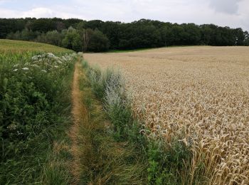 Excursión Bici de montaña Court-Saint-Étienne - Petit 8 autour de Tangissart par le Ri d'Hé - Photo