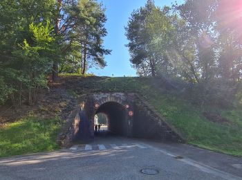 Randonnée Marche Wingen-sur-Moder - La Pierre des 12 Apôtres - Photo