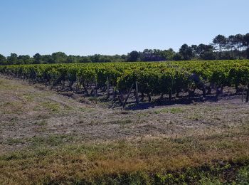 Trail Walking Saint-Laurent-Médoc - autour de Pauillac  - Photo