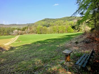 Percorso A piedi Pegnitz - Rundweg Hollenberg 4 grün - Photo