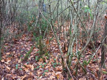 Trail Walking Berneuil - champignons. berneuil  - Photo