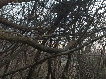 Tocht Stappen Livron - Livron chats le soir au fond des bois - Photo