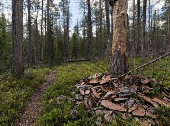 Trail On foot Salla - Kanjonin kurkkaus - Photo