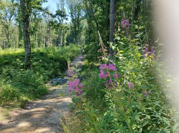 Randonnée Marche Fleurus - forêt des loisirs Fleurus - Photo