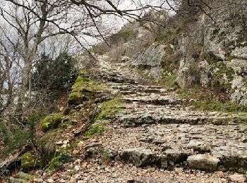 Tocht Stappen Plan-d'Aups-Sainte-Baume - Sainte Baume 8,5 km - Photo