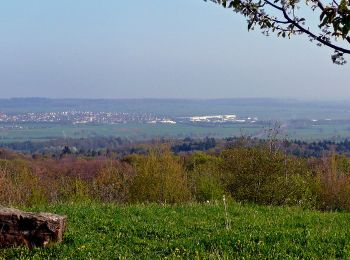 Tocht Te voet Herrenberg - Blauer Punkt, Herrenberg - Bebenhausen - Photo