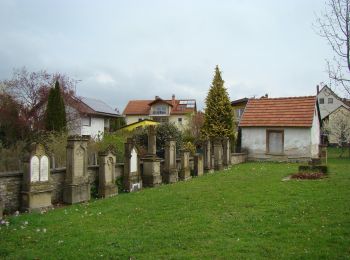 Randonnée A pied Meckesheim - Rundwanderweg Meckesheim Buchwald 5: Buchwald-Weg - Photo