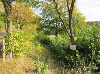 Percorso A piedi Nieheim - Rundwanderweg A2 [Himmighausen] - Photo