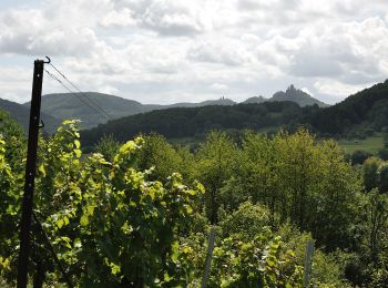 Randonnée A pied Annweiler am Trifels - Burgunderweg - Photo