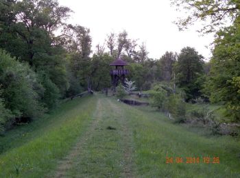 Tocht Te voet Meißenheim - Waldlehrpfad - Photo