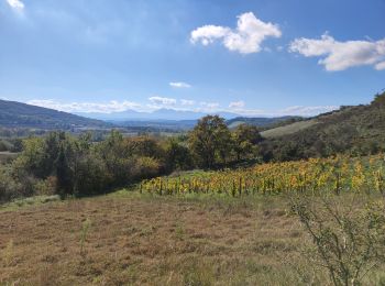 Trail Walking Seignalens - seignalens - Photo