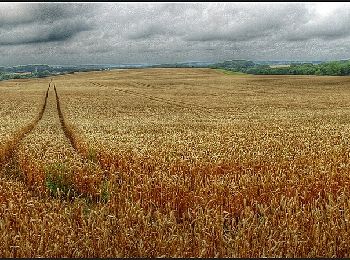 Randonnée A pied Hohenfelde - Glashäger Quellental - Photo