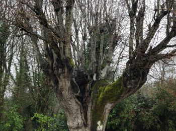 Percorso Marcia Chevreuse - Château de la madeleine - Photo