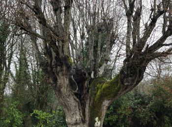 Percorso Marcia Chevreuse - Château de la madeleine  - Photo