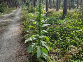 Trail Walking Somme-Leuze - Marche ADEPS à Baillonville. Beau parcours de 10km400. - Photo