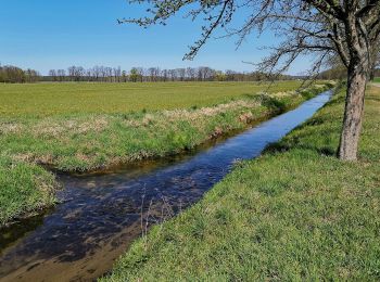 Trail On foot Kamenz - Kamjenc - Grüner Balken Großteich - Photo