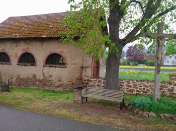 Excursión Senderismo Hattstatt - Hattstatt tour  - Photo