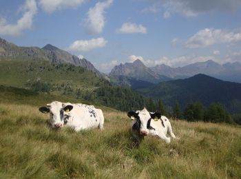 Randonnée A pied Ziano di Fiemme - Sentiero del Casarin - Photo