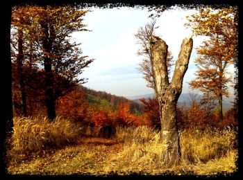 Tocht Te voet Hosszúhetény - S▲ Hosszúhetény – Potor-hegy - Zengő - Photo
