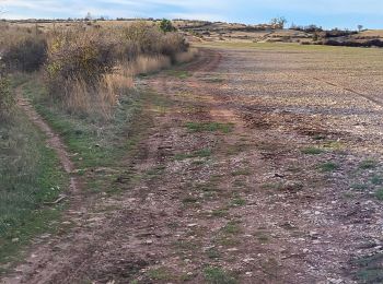 Excursión Senderismo La Couvertoirade - num. La barraque fde à Cazejourdes - Photo