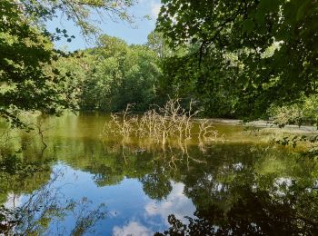 Tocht Te voet Billerbeck - Billerbeck Rundweg B3 - Photo