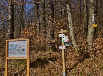 Percorso A piedi Niedernhausen - Lindenkopf: Rehbock - Photo