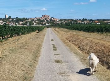 Tocht Stappen Puissalicon - Puissalicon - Photo