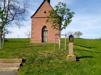 Randonnée A pied Miltenberg - Rundwanderweg Miltenberg Monbrunn 3: - Photo