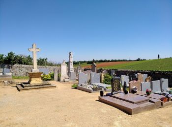 Tocht Te voet Saint-Jean-des-Vignes - De Bagnols à Lozanne - Photo