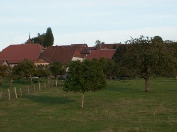 Tocht Te voet Vuarrens - Le Tour du Gros-de-Vaud - Photo