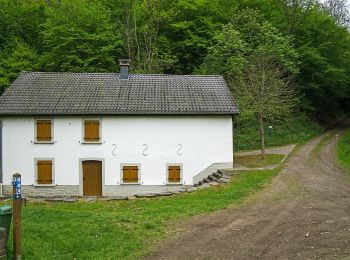 Percorso A piedi Parc Hosingen - Klangwanderweg - Photo