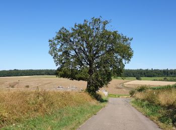 Tour Wandern Havelange - De Havelange à Saint Fontaine par le village de Ossogne - Photo