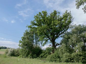 Tocht Te voet Wilhering - Sternweg Dörnbach-Appersberg - Photo