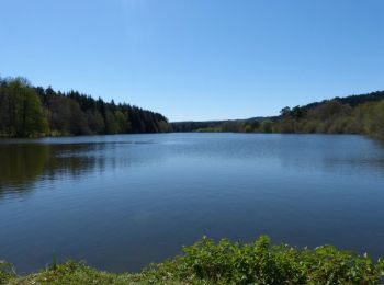 Tour Wandern Marsac-en-Livradois - Étang de Riols  - Photo