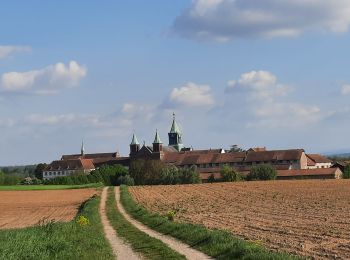 Tocht Stappen Reiningue - abbaye de l'Oelenberg   Reiningue - Photo