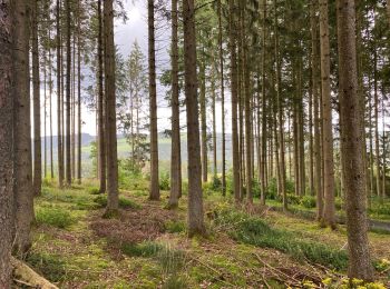 Tocht Stappen Clervaux - Hendensche  - Photo