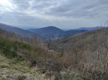 Randonnée Marche Bourbach-le-Haut - Bourbach la Fourmi - Photo