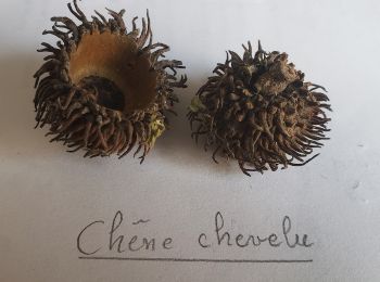 Tocht Stappen Tourrettes - Chêne chevelu et chêne crénelé - Photo