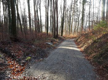 Tour Zu Fuß Weiningen - Weiningen - Dällikon - Photo