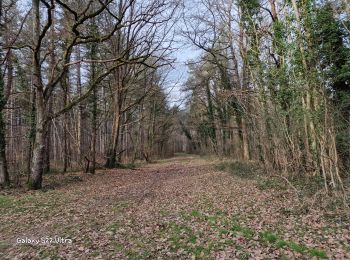 Randonnée Marche Nogent-sur-Vernisson - Nogent 45 - Photo