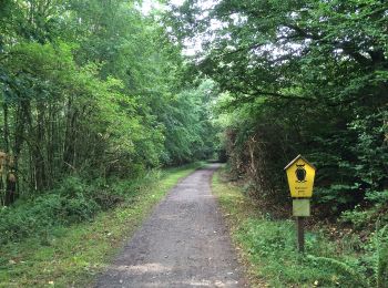 Tocht Te voet Vöhl - Nationalparkrundweg Ringelsberg-Route - Photo